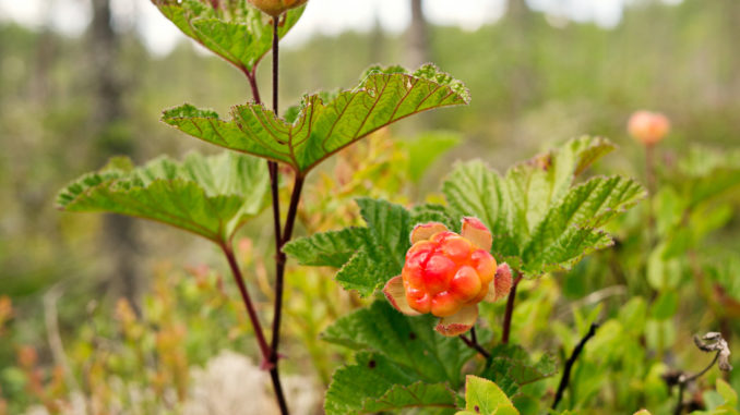 Buisson de hjortron