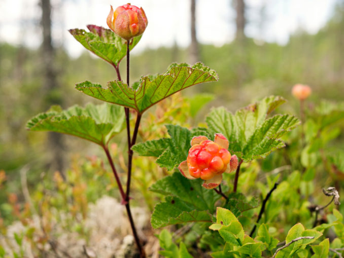 Buisson de hjortron